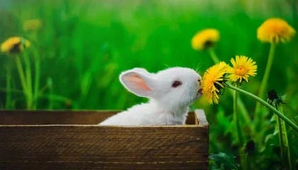 挪威杯战报:利勒斯特罗姆4-1大胜路伦士高格(2025年8月14日赛事回顾)